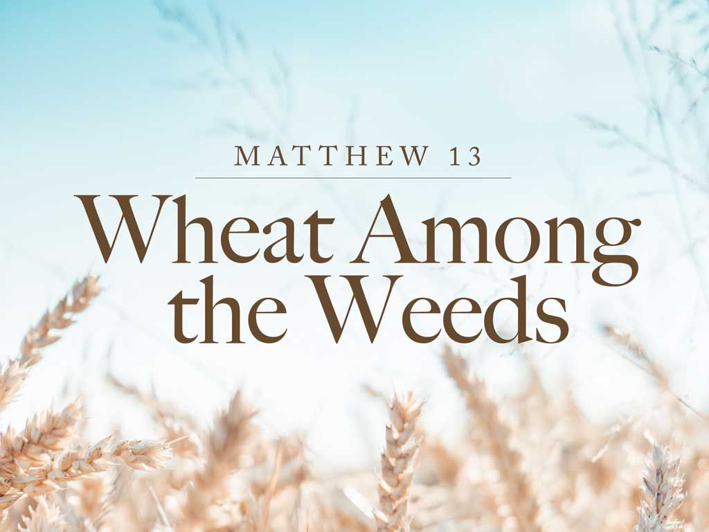 Wheat among the Weeds (Matthew 13)